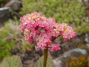 DSCN2752.JPG