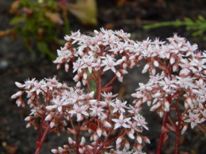 DSCN2754.JPG