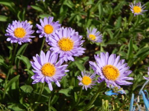 DSCN0979.JPG