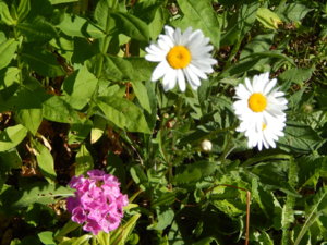 DSCN0986.JPG