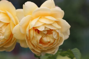 IMG_9033.JPG
