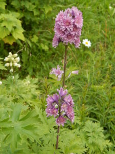 DSCN2779.JPG