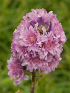 DSCN2785.JPG