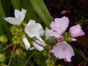 DSCN2477.JPG