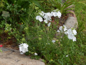 DSCN0638.JPG