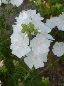 DSCN0642.JPG