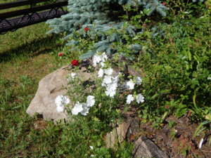 DSCN0929.JPG