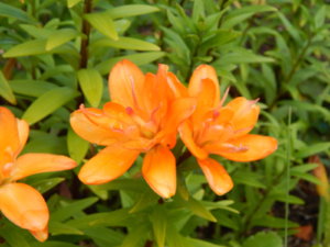 DSCN2469.JPG