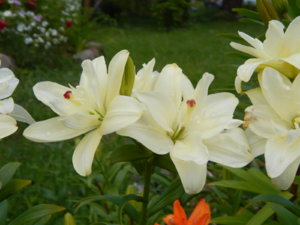 DSCN2470.JPG