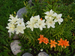 DSCN2471.JPG