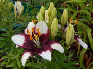 DSCN2529.JPG