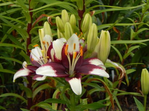 DSCN2810.JPG