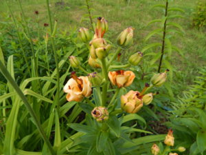 DSCN2524.JPG