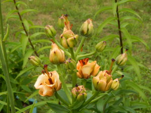 DSCN2811.JPG