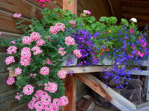 IMG_20190706_161152.jpg
