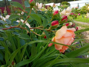 IMG_20190706_162311.jpg