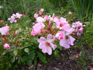 IMG_20190707_200836.jpg