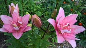 WP_20190708_14_27_35_Pro_LI.jpg