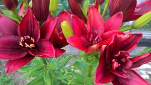 WP_20190708_14_29_48_Pro_LI.jpg