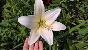 WP_20190710_13_58_59_Pro_LI.jpg