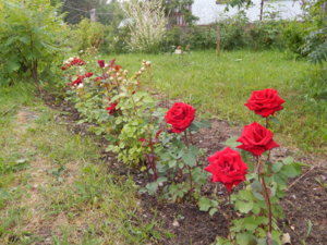 DSCN2720.JPG