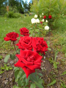DSCN2721.JPG