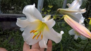 WP_20190708_14_30_41_Pro_LI.jpg