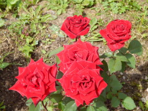 DSCN2578.JPG