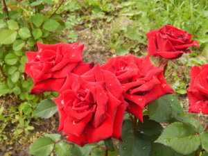 DSCN2580.JPG