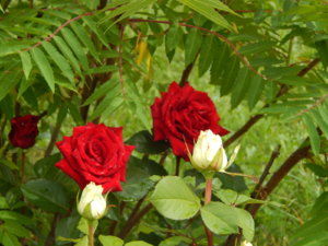 DSCN2584.JPG