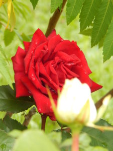 DSCN2586.JPG
