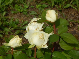 DSCN2579.JPG