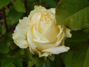 DSCN2581.JPG
