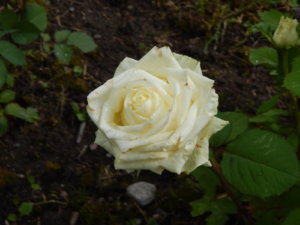 DSCN2582.JPG