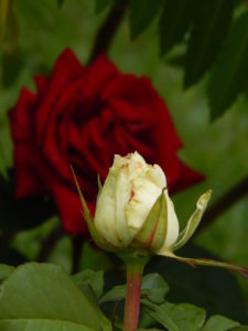 DSCN2585.JPG