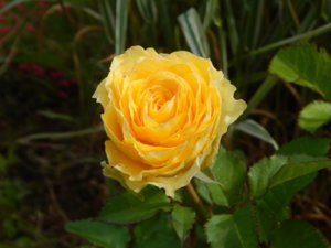 DSCN2570.JPG