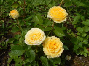 DSCN2571.JPG
