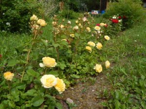 DSCN2572.JPG