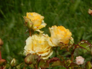 DSCN2575.JPG