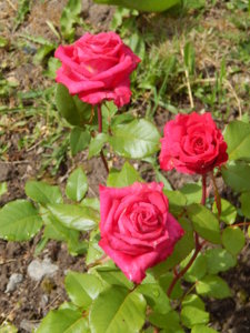 DSCN2577.JPG