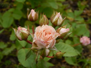 DSCN2787.JPG
