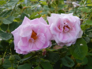 DSCN2557.JPG