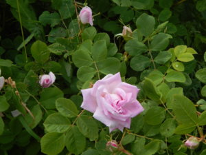 DSCN2558.JPG