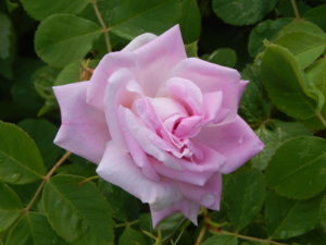 DSCN2559.JPG