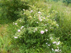 DSCN2560.JPG