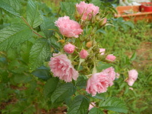 DSCN2620.JPG