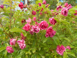 DSCN2725.JPG