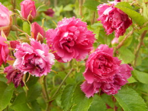 DSCN2726.JPG