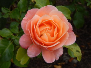 DSCN2766.JPG