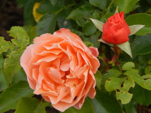 DSCN2768.JPG